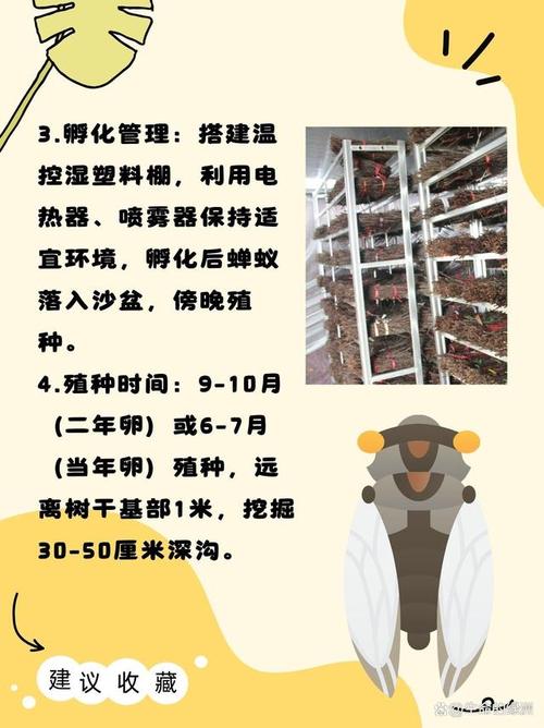 知了养殖技术视频大全，哪些方法实用高效？-图3