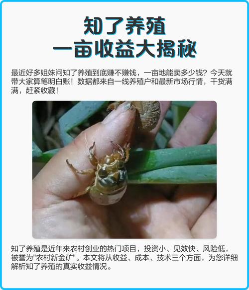 知了养殖技术视频大全，哪些方法实用高效？-图2