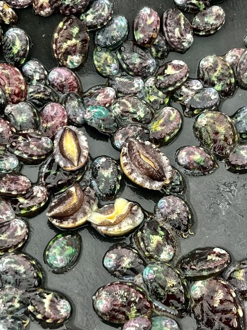 东山鲍鱼苗现价多少?-图1 东山鲍鱼苗现价多少?-图1