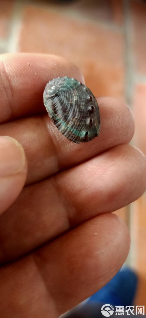 东山鲍鱼苗现价多少?-图2 东山鲍鱼苗现价多少?-图2