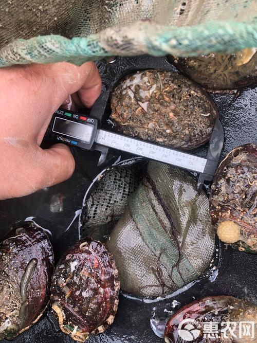 东山鲍鱼苗现价多少?-图3 东山鲍鱼苗现价多少?-图3