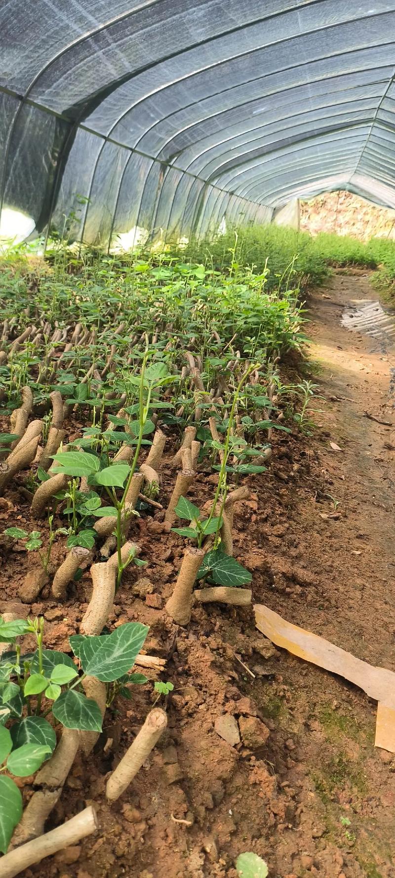 葛根种苗哪提供?种植技术怎么学?-图1 葛根种苗哪提供?种植技术怎么学?-图1