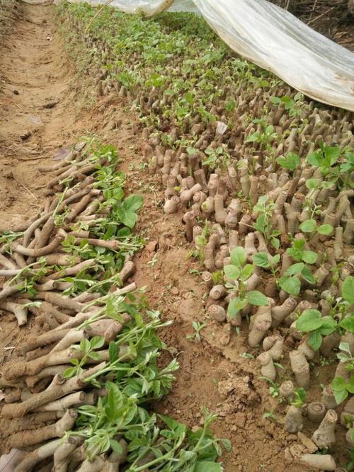 葛根种苗哪提供?种植技术怎么学?-图3 葛根种苗哪提供?种植技术怎么学?-图3
