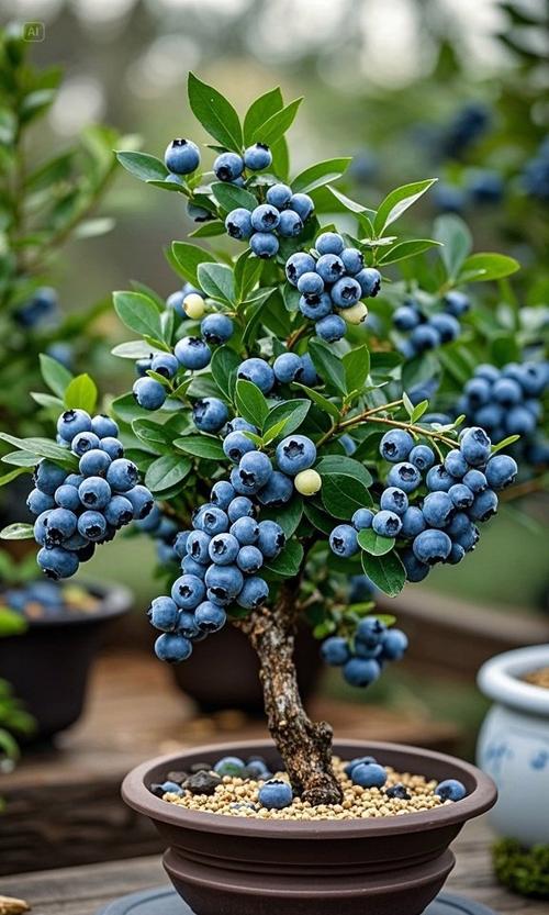 北方盆栽蓝莓品种怎么选?-图2 北方盆栽蓝莓品种怎么选?-图2