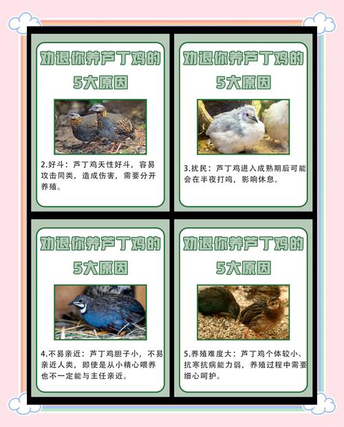 鸡饲养管理技术教学目的-图1