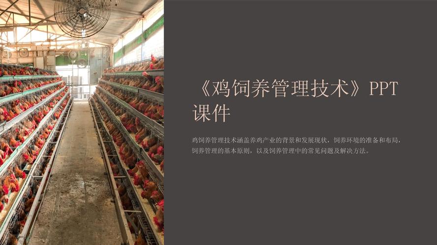 鸡饲养管理技术教学目的-图3