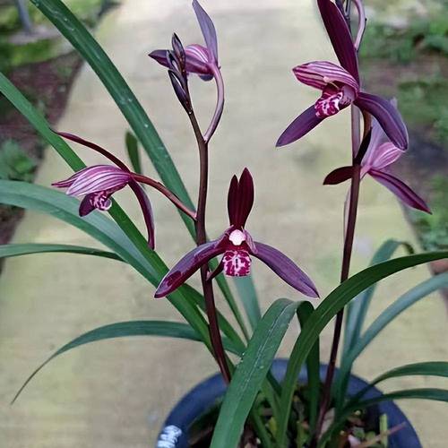 兰草花哪种品种花期最长？-图3