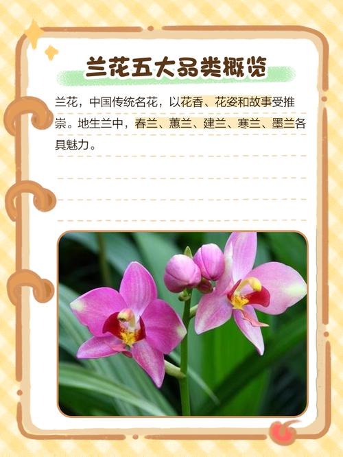 兰草花哪种品种花期最长？-图2