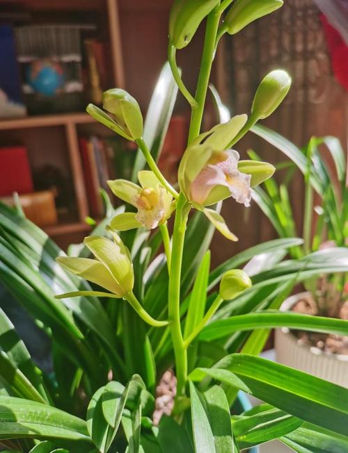 兰草花哪种品种花期最长？-图1