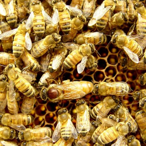 哪些意蜂品种适合适当定点饲养？-图3