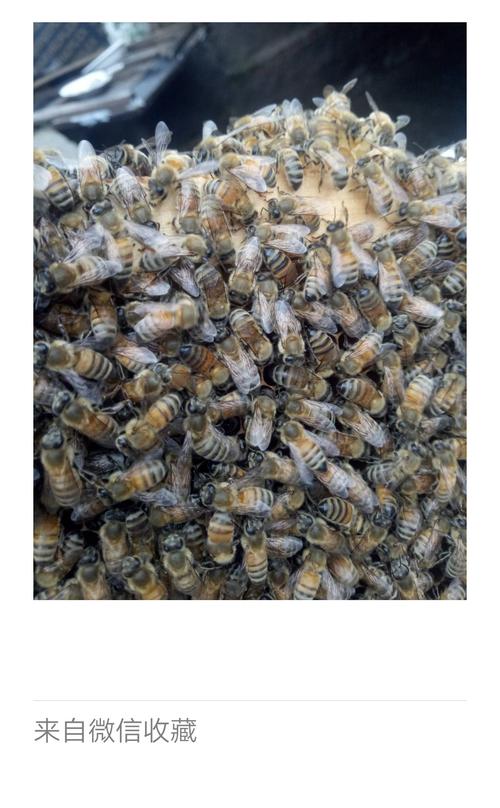 哪些意蜂品种适合适当定点饲养？-图2