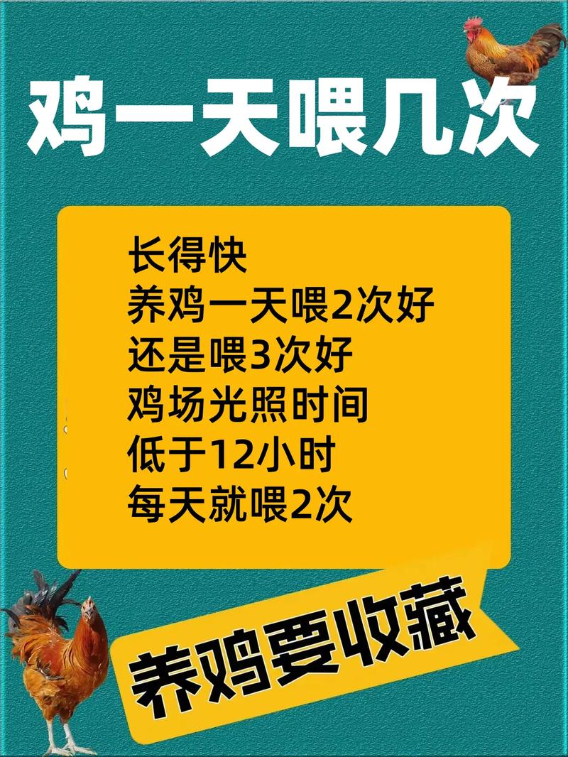 肉鸡养殖需多少天出栏？-图1