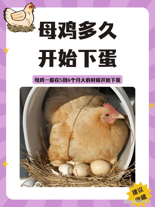 肉鸡养殖需多少天出栏？-图2