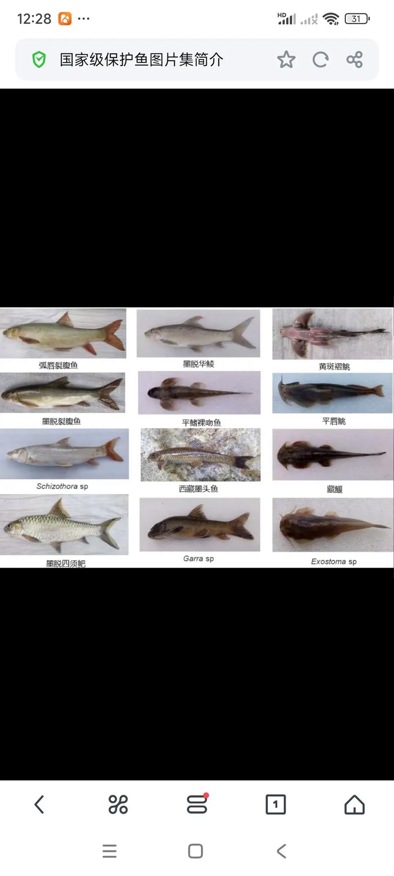 珍贵淡水鱼养殖品种大全-图2