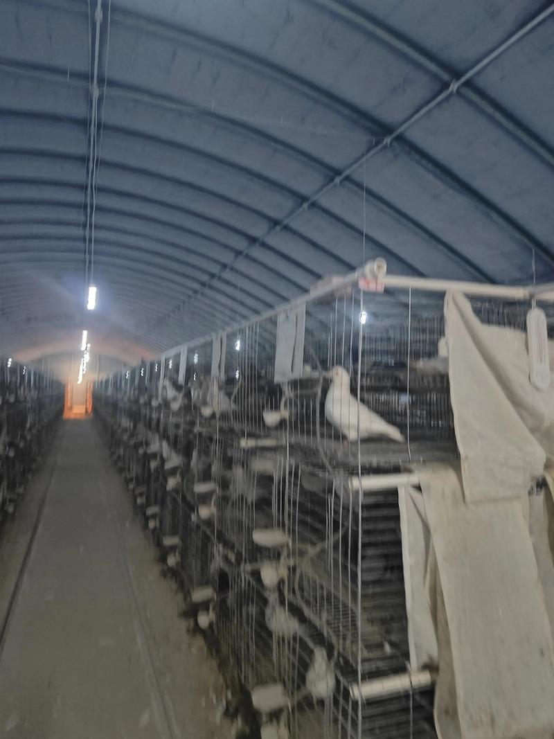 专业肉鸽养殖技术哪家好？-图3