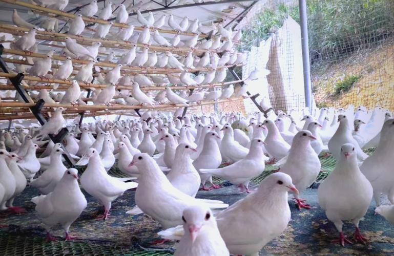 专业肉鸽养殖技术哪家好？-图1