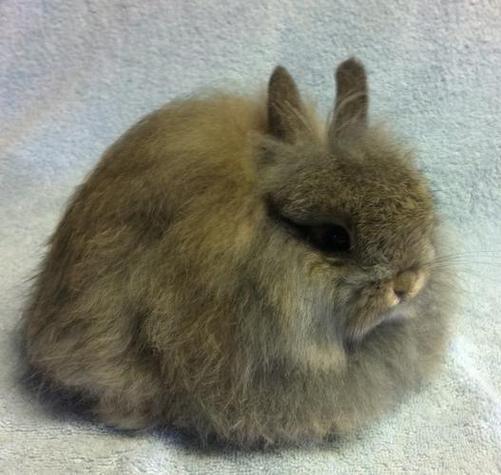 2025年长毛兔兔毛价格会涨还是跌？-图1