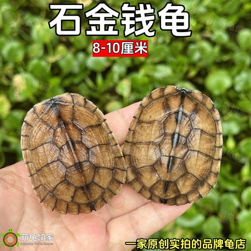 2025年南石龟苗价格会涨还是跌？-图3