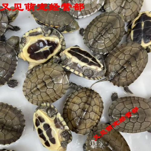 2025年南石龟苗价格会涨还是跌？-图1