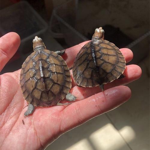 2025年南石龟苗价格会涨还是跌？-图2