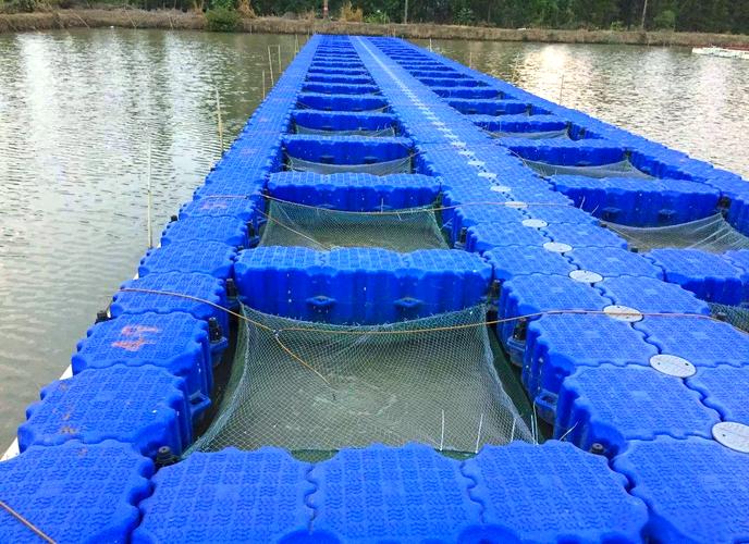 网箱养殖罗非鱼技术管理关键点有哪些？-图3