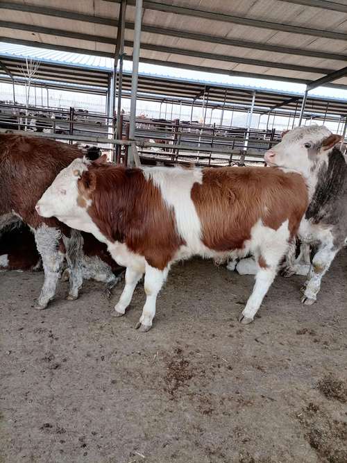 东北适合养啥牛品种?-图1 东北适合养啥牛品种?-图1