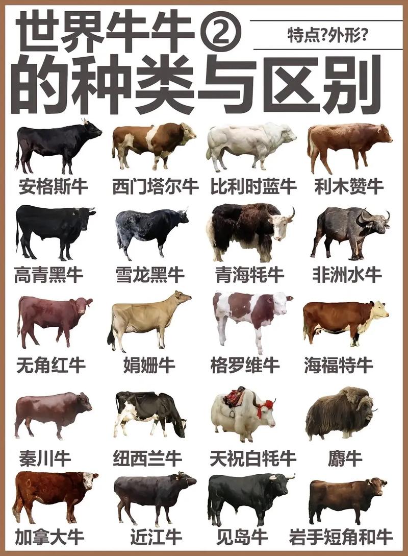 东北适合养啥牛品种?-图2 东北适合养啥牛品种?-图2