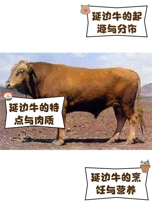 东北适合养啥牛品种?-图3 东北适合养啥牛品种?-图3