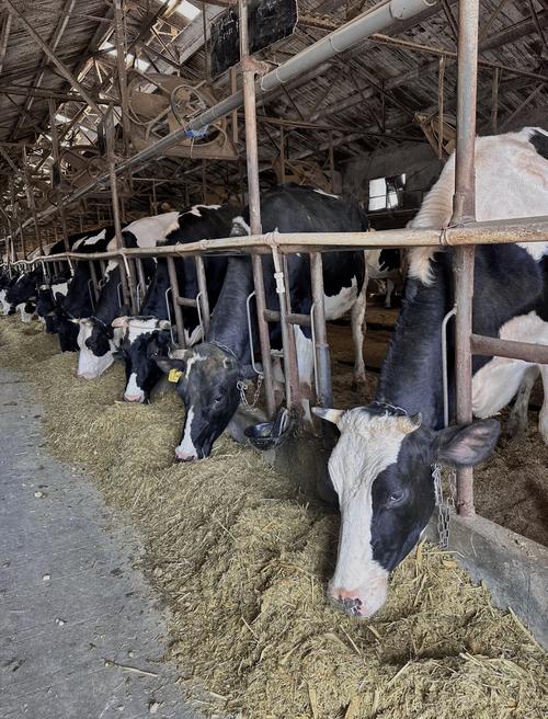 山区适合养殖什么奶牛品种？-图1