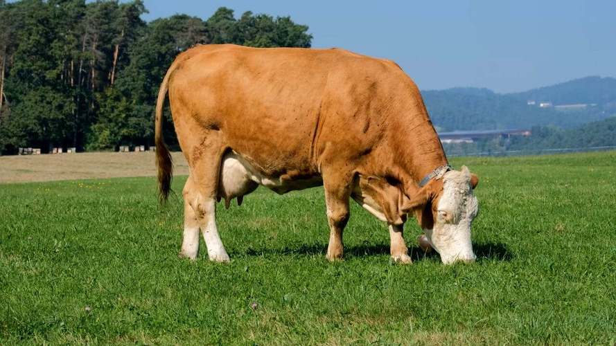 山区适合养殖什么奶牛品种？-图2