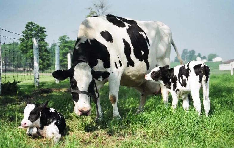 山区适合养殖什么奶牛品种？-图3