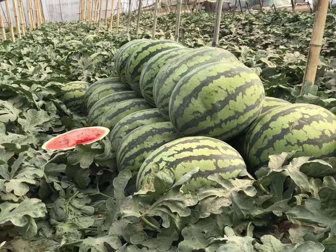农村西瓜品种有哪些？-图3