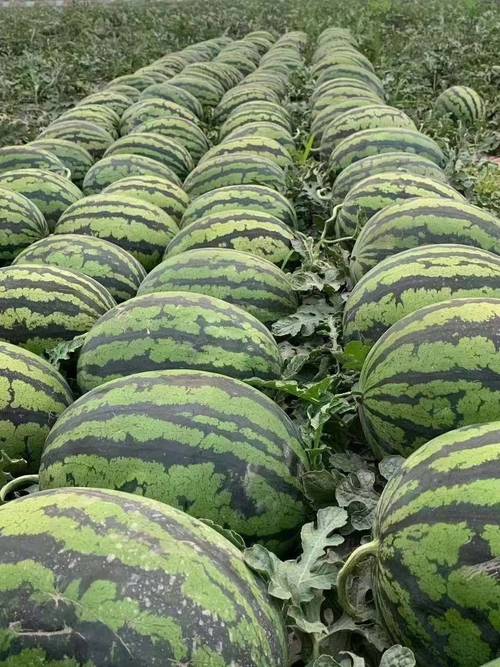 农村西瓜品种有哪些？-图1