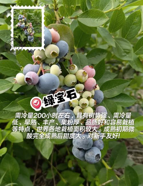 合肥适合种哪些蓝莓品种？-图1