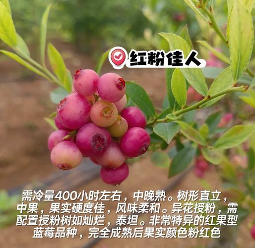 合肥适合种哪些蓝莓品种？-图2