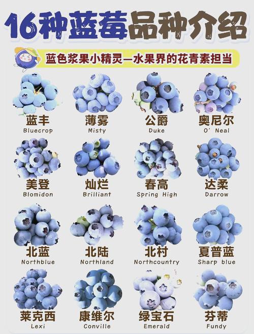 合肥适合种哪些蓝莓品种？-图3