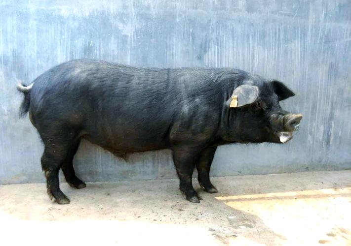 安徽优质黑猪品种有哪些？-图1