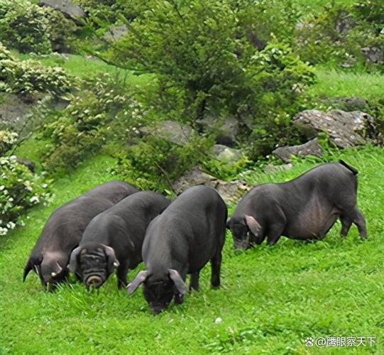 安徽优质黑猪品种有哪些？-图3