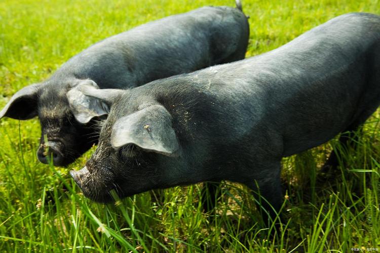 安徽优质黑猪品种有哪些？-图2