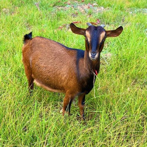 南江黄羊品种怎么样？-图1