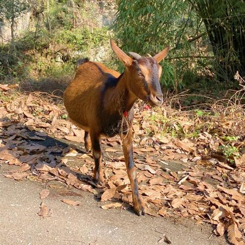南江黄羊品种怎么样？-图2