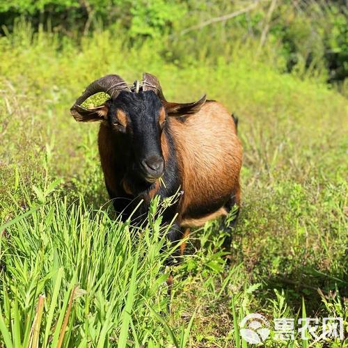 南江黄羊品种怎么样？-图3