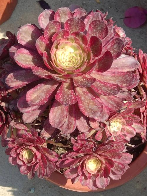 最大型莲花掌品种是哪个？-图3