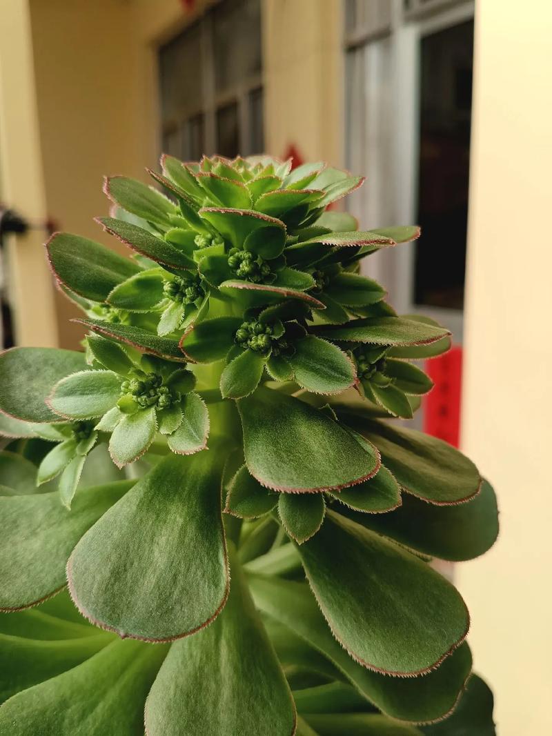 最大型莲花掌品种是哪个？-图1