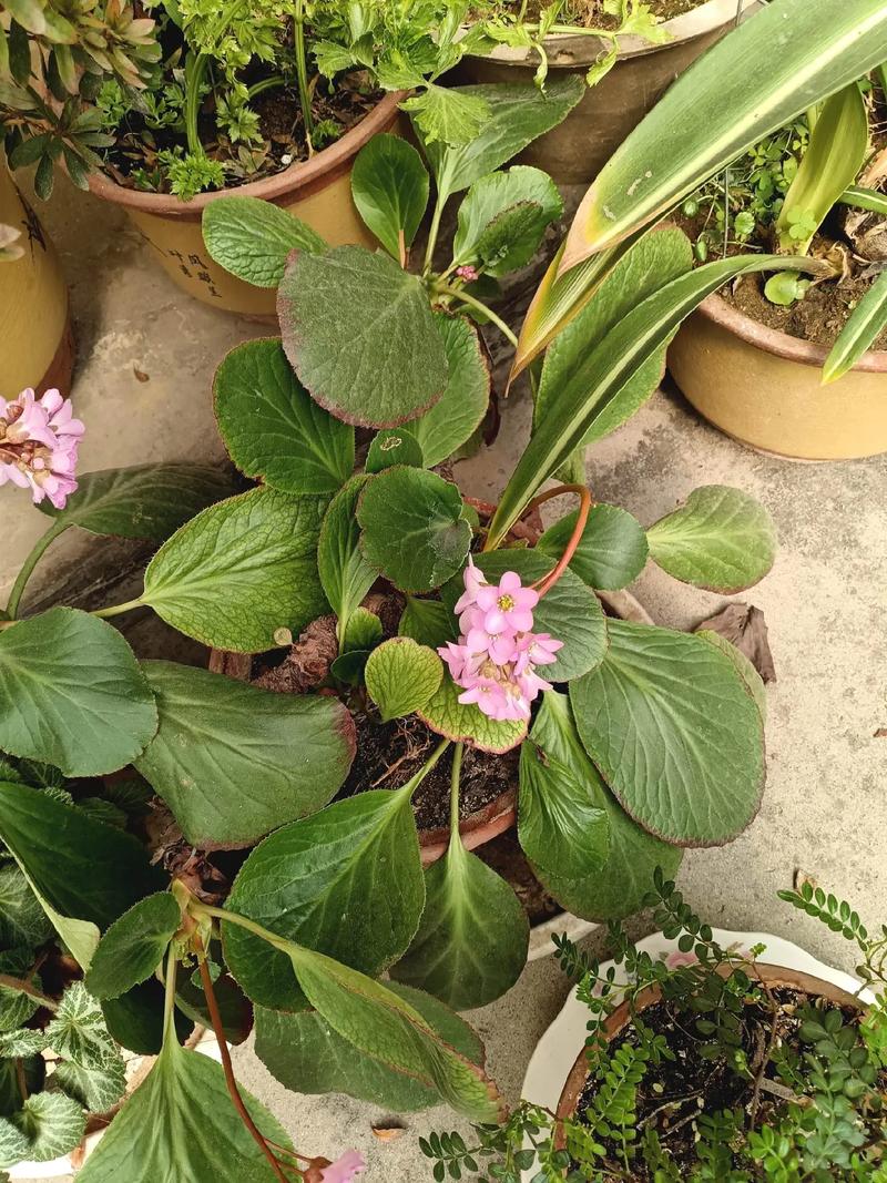 最大型莲花掌品种是哪个？-图2