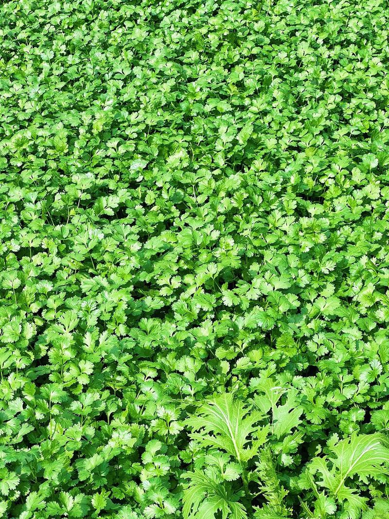 香菜播种季节积施肥技术-图1 香菜播种季节积施肥技术-图1