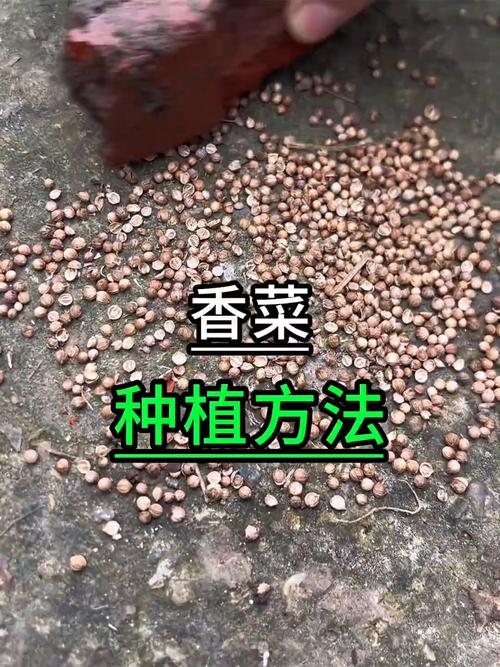 香菜播种季节积施肥技术-图3 香菜播种季节积施肥技术-图3