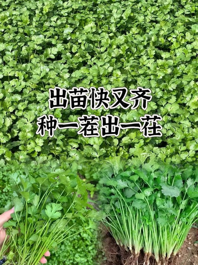 香菜播种季节积施肥技术-图2 香菜播种季节积施肥技术-图2