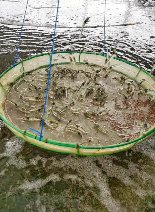 江门南美白对虾养殖技术要点有哪些?-图1 江门南美白对虾养殖技术要点有哪些?-图1