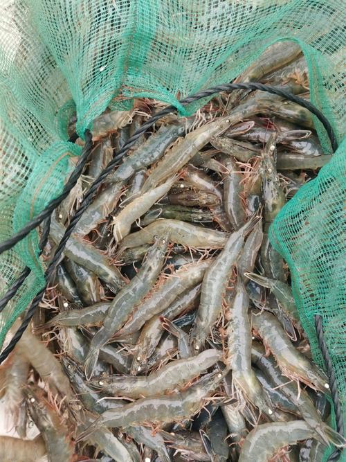 江门南美白对虾养殖技术要点有哪些?-图3 江门南美白对虾养殖技术要点有哪些?-图3